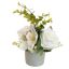 ROSE CYMBIDIUM IN POT 20CM CREAM