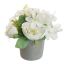 CABBAGE ROSE IN POT 20CM CREAM