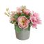 CABBAGE ROSE IN POT 20CM PINK