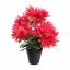 MUM BUSH IN POT 30CM BEAUTY