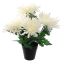 MUM BUSH IN POT 30CM CREAM