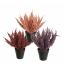FOXTAIL BUSH IN POT 25CM ASSORTED