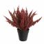 FOXTAIL BUSH IN POT 25CM BURGUNDY