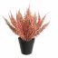 FOXTAIL BUSH IN POT 25CM PINK