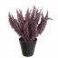 FOXTAIL BUSH IN POT 25CM PURPLE