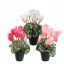 CYCLAMEN IN POT 30CM ASSORTED