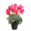 CYCLAMEN IN POT 30CM BEAUTY