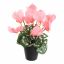 CYCLAMEN IN POT 30CM PINK