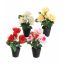 ROSES IN POT 30CM ASSORTED