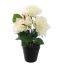 ROSES IN POT 30CM CREAM