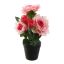 ROSES IN POT 30CM PINK
