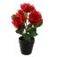 ROSES IN POT 30CM RED