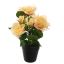 ROSES IN POT 30CM YELLOW