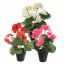 GERANIUM IN POT 30CM ASSORTED