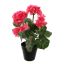 GERANIUM IN POT 30CM BEAUTY