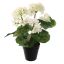 GERANIUM IN POT 30CM CREAM