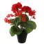 GERANIUM IN POT 30CM RED