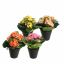 KALANCHOE IN POT 20CM ASSORTED