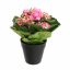 KALANCHOE IN POT 20CM BEAUTY