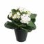 KALANCHOE IN POT 20CM CREAM