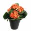 KALANCHOE IN POT 20CM ORANGE