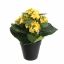 KALANCHOE IN POT 20CM YELLOW