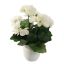 BEGONIA IN POT 30CM CREAM