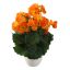 BEGONIA IN POT 30CM ORANGE