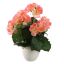 BEGONIA IN POT 30CM PINK