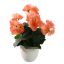 BEGONIA IN POT 30CM SALMON