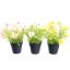 DAISY IN POT 23CM ASSORTED