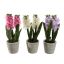 HYACINT IN POT 27CM ASSORTED