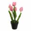 TULIP X5 IN POT 36CM BEAUTY