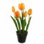 TULIP X5 IN POT 36CM ORANGE