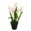 TULIP X5 IN POT 36CM PINK