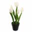 TULIP X5 IN POT 36CM WHITE
