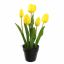 TULIP X5 IN POT 36CM YELLOW