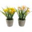 DAFFODIL IN POT 25CM ASSORTED