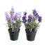 LAVENDER IN POT 23CM ASSORTED