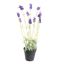LAVENDER IN POT 50CM LAVENDER