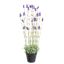LAVENDER IN POT 75CM LAVENDER
