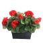 GERANIUM IN RECT POT 30CM RED