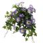 HANGING MORNING GLORY IN POT 66CM BLUE