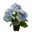 HYDRANGEA IN POT 35CM BLUE