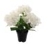 HYDRANGEA IN POT 35CM CREAM