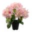 HYDRANGEA IN POT 35CM PINK