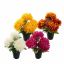 MUM IN POT 33CM ASSORTED
