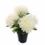 MUM IN POT 33CM CREAM