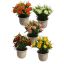 RANUNCULUS IN POT 15CM ASSORTED