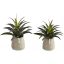 LARGE AGAVE IN POT 31CM ASSORTED